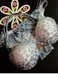Costum de Baie cu Imprimeuri  0013842G4